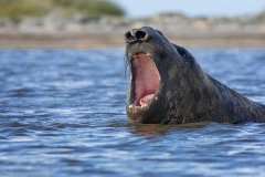 Elephant Seal