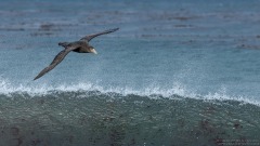 Southern Giant Petrel