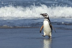 Magellanic Penguin