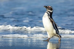 Magellanic Penguin