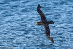 Southern Giant Petrel