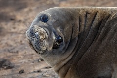 Elephant Seal