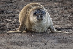 Elephant Seal