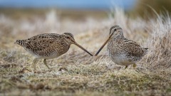 Magellanic Snipe