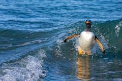 Gentoo Penguin