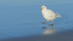 Snowy Sheathbill