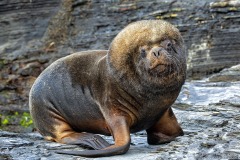 Southern Sea Lion