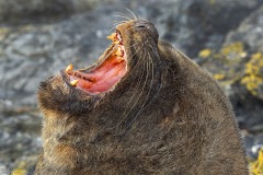 Southern Sea Lion