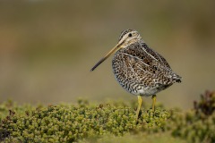 Magellanic Snipe