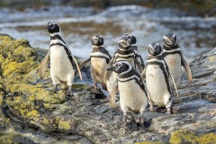 Magellanic Penguin