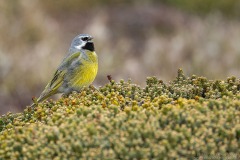 White-bridled Finch