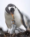 Gentoo Penguin