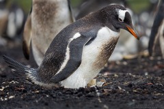 Gentoo Penguin