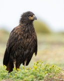 Striated Caracara