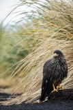 Striated Caracara