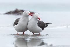 Dolphin Gulls