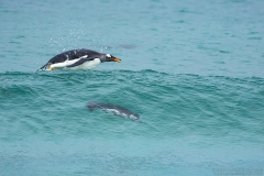 Gentoo Penguin