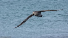 Southern Giant Petrel