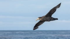 Southern Giant Petrel