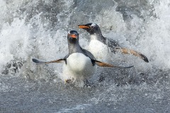 Gentoo Penguins