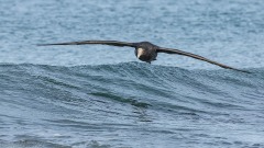 Southern Giant Petrel