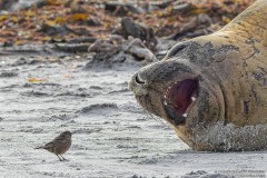 Elephant Seal