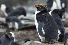 Macaroni Penguin