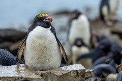 Macaroni Penguin