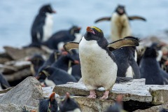 Macaroni Penguin