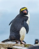 Macaroni Penguin