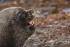 Southern Sea Lion