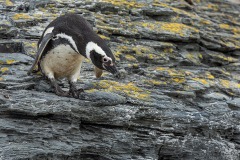 Magellanic Penguin