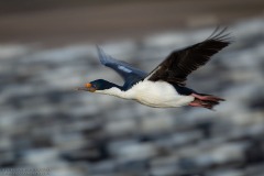 Imperial Cormorant