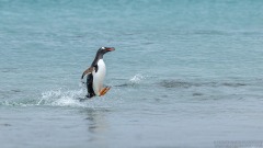 Gentoo Penguin