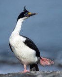 Imperial Cormorant