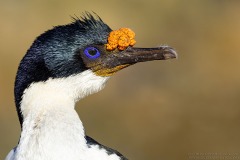 Imperial Cormorant