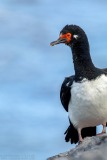 Rock Cormorant