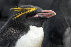 Macaroni Penguin