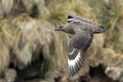 Brown Skua