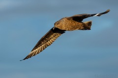 Brown Skua