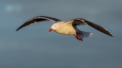 Dolphin Gull