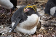 Macaroni Penguin