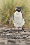 Southern Rockhopper Penguin