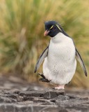 Southern Rockhopper Penguin