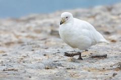 Snowy Sheathbill