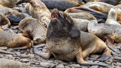 Southern Sea Lion