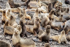 Southern Sea Lion