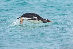 Gentoo Penguin