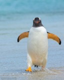 Gentoo Penguin