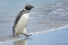 Magellanic Penguin